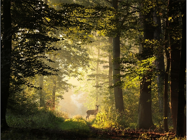 Autors: shutterstock.com