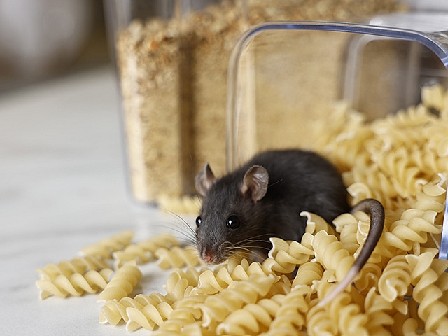 Autors: Shutterstock.com