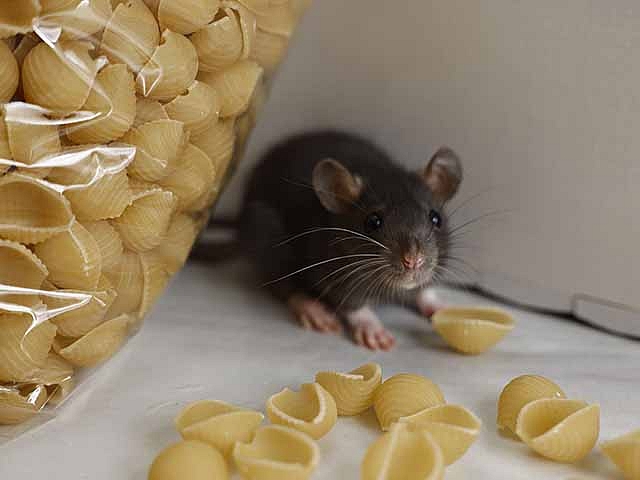 Autors: Shutterstock.com