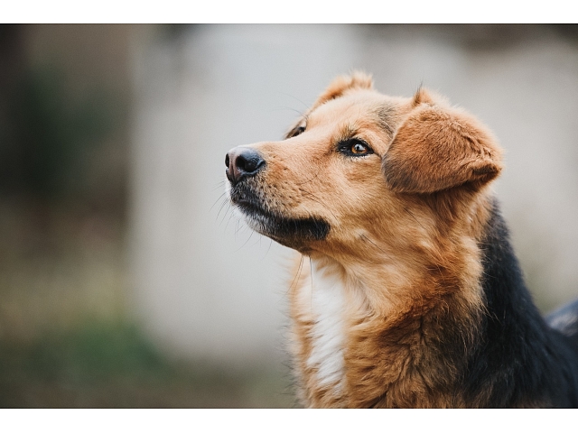 Foto: Dzīvnieka adopcija; autors: https://www.shutterstock.com/g/Zlatko59 Foto: Dzīvnieka adopcija; autors: https://www.shutterstock.com/g/Zlatko59