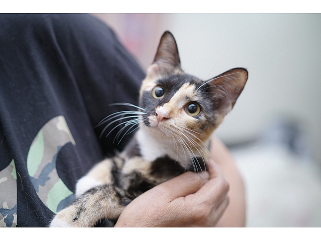 Foto: Kaķis ģimenē; autors: https://www.shutterstock.com/g/Mirahybrid Foto: Kaķis ģimenē; autors: https://www.shutterstock.com/g/Mirahybrid