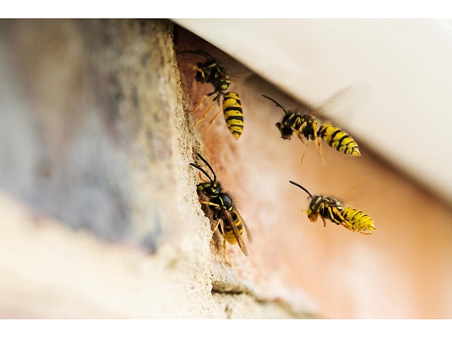 Autors: Shutterstock.com