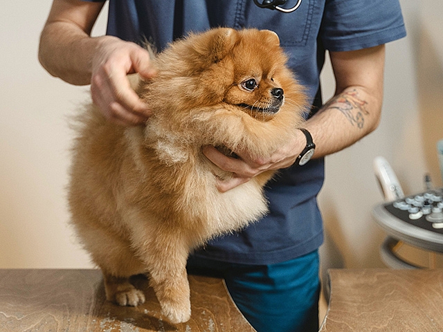 Autors: Shutterstock.com