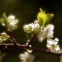 Flowers in nature
