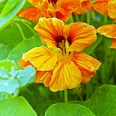 Photographer services