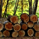 Logging services