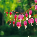 photo of flowers and nature