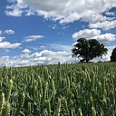 Plant protection products