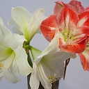 Amarillis, flower shop