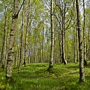 meža īpašumu apsaimniekošana