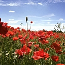 Plant protection products