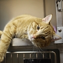 Veterinārārsta konsultācijas