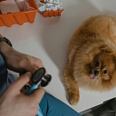 veterinarian services