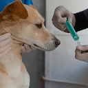 veterinary checks