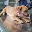 Veterinārārsts
