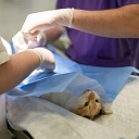 Veterinārārsts