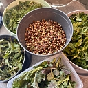 Лечебные растения