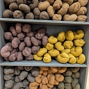 Пряжа с натуральными красителями