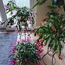 Кризисный центр в Талси