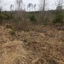 Forestry services