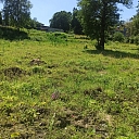 Forestation