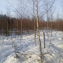 Уход за саженцами