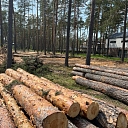 Deforestation