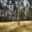 deforestation plan