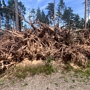 forest acquisition