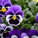 Purpura un baltās krāsas vijolītes