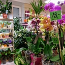 Sale of horticultural goods