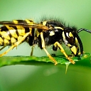 Дератизация Рига