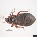 Ejection of bed bugs