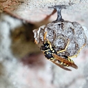 Борьба с вредителями