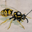 Insertion of insects