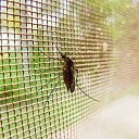 Травление комаров