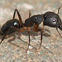 Ant destruction