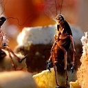 Cockroaches