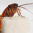 Cockroach, sugar