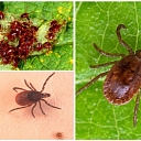 Deratisation, disinfection services