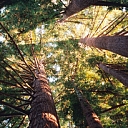 Forest administration