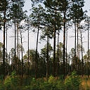 Forest administration