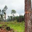 Forest administration