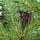 Forest administration