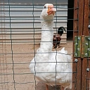 Zoodārzs Rēzeknē