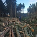 Спиливание деревьев
