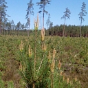 Forest purchase, forest cutting