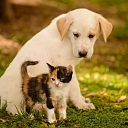 Veterinary clinic IKAROSS