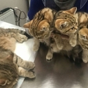 Veterinary clinic IKAROSS