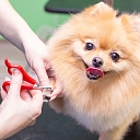 Veterinary clinic IKAROSS